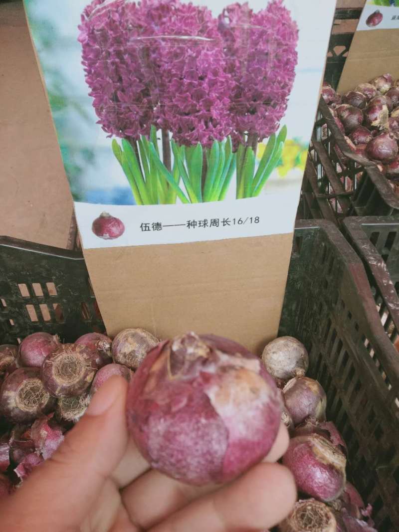 风信子种球可以水培土栽大球6种颜色，下备注颜色，包成活。