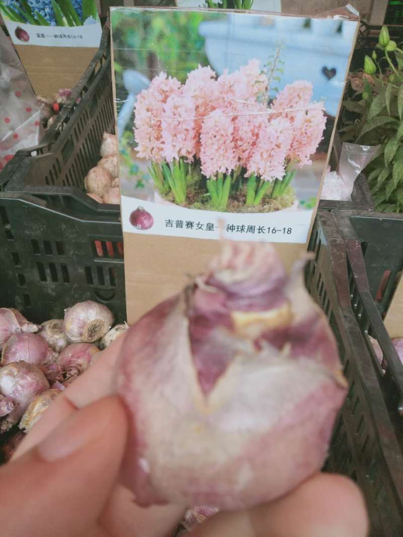 风信子种球可以水培土栽大球6种颜色，下备注颜色，包成活。