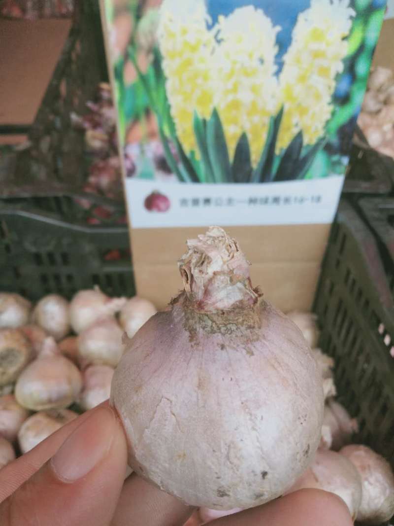 风信子种球可以水培土栽大球6种颜色，下备注颜色，包成活。