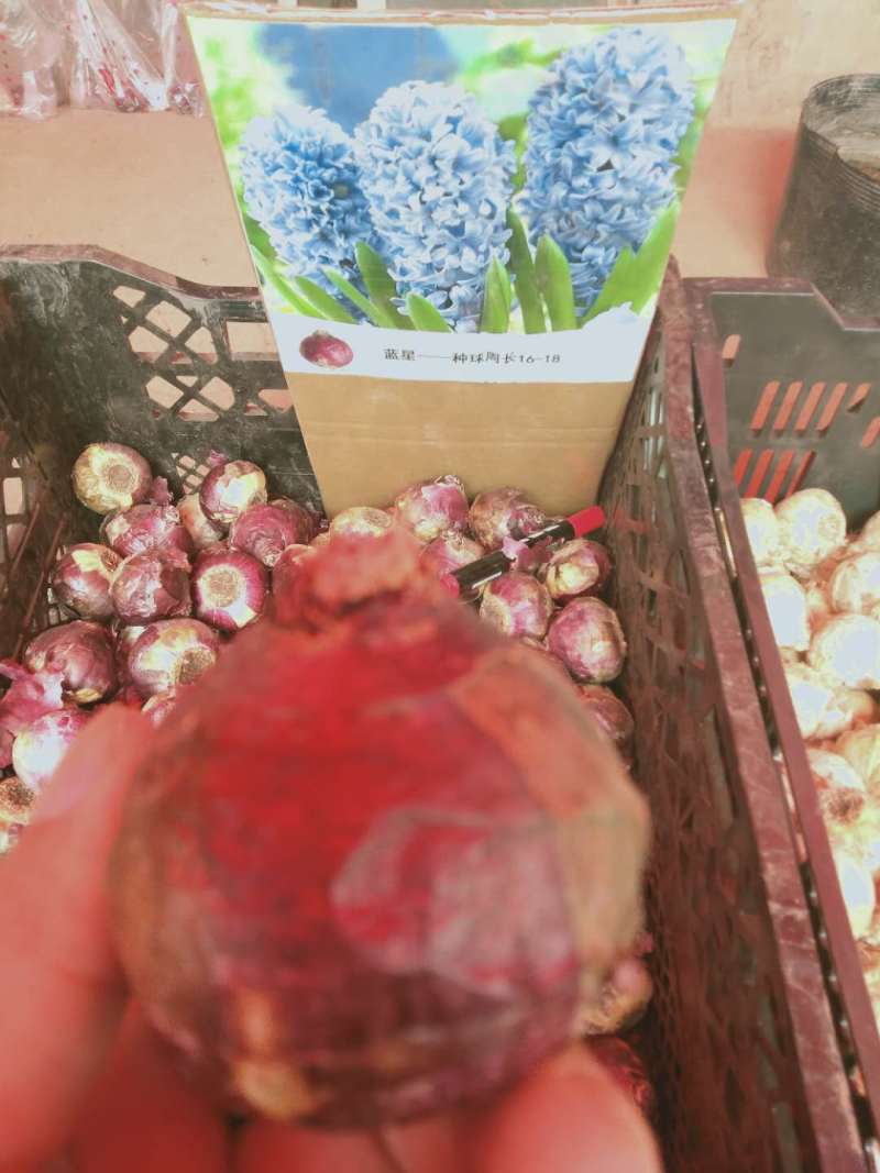 风信子种球可以水培土栽大球6种颜色，下备注颜色，包成活。