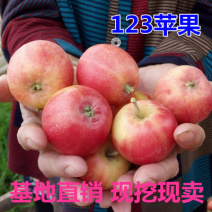 特产123果树苗沙果苗小苹果树苗果苗南北方种植海棠