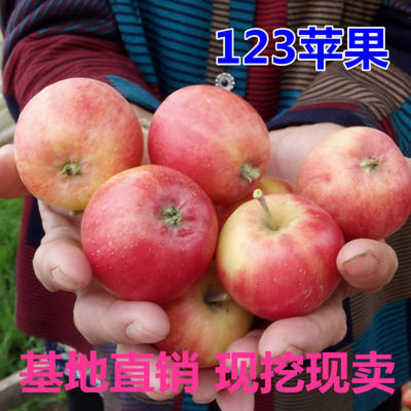 特产123果树苗沙果苗小苹果树苗果苗南北方种植海棠