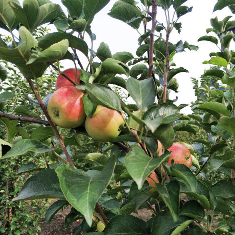 特产123果树苗沙果苗小苹果树苗果苗南北方种植海棠