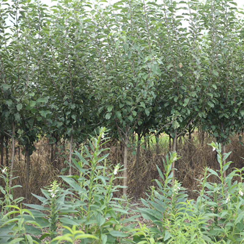 特产123果树苗沙果苗小苹果树苗果苗南北方种植海棠