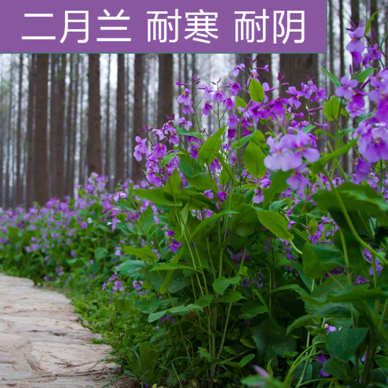 二月兰种子诸葛菜种籽二月兰花种景观多年生宿根花卉四季耐阴