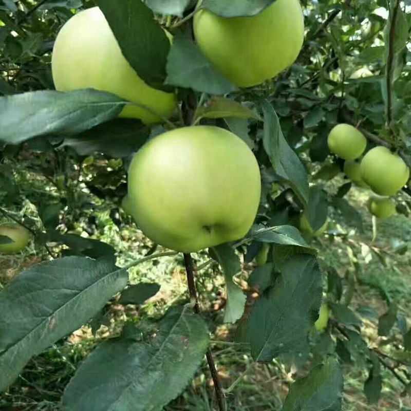 嫁接澳洲青苹果树苗苹果苗盆栽地栽苗当年结果南方北方种