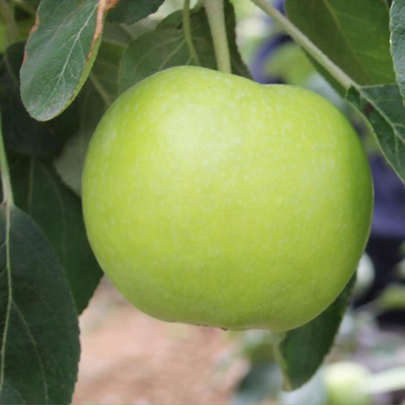 嫁接澳洲青苹果树苗苹果苗盆栽地栽苗当年结果南方北方种