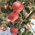 果树苗国光苹果树苗地栽盆栽国光苹果树苗南北方种植当年
