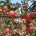 果树苗国光苹果树苗地栽盆栽国光苹果树苗南北方种植当年