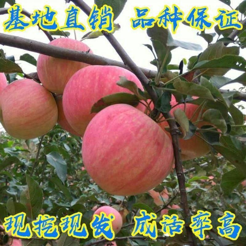 果树苗嫁接红富士苹果树苗矮化苗南北方种植盆
