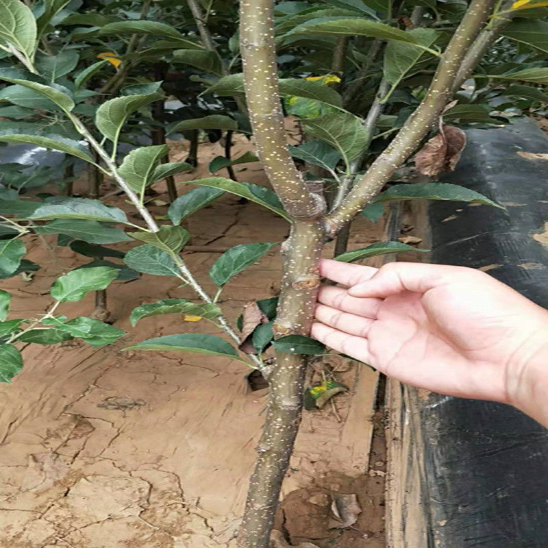 果树苗嫁接红富士苹果树苗矮化苗南北方种植盆