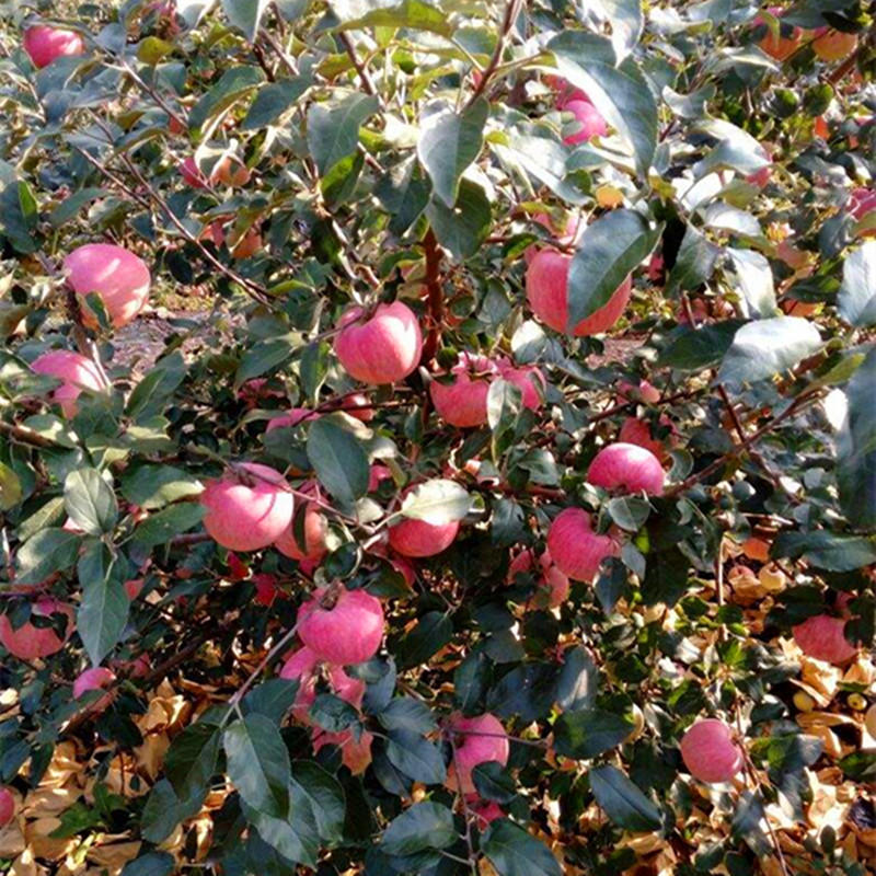果树苗嫁接红富士苹果树苗矮化苗南北方种植盆