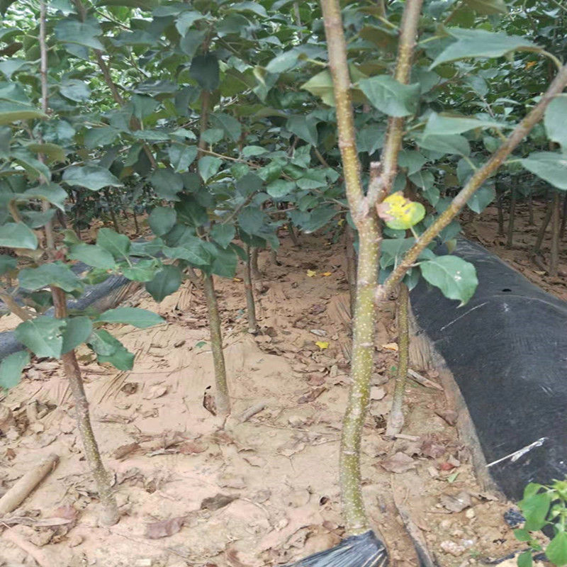 收藏分享苹果苗红肉苹果树苗矮化高产苹果树地栽