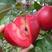 收藏分享苹果苗红肉苹果树苗矮化高产苹果树地栽
