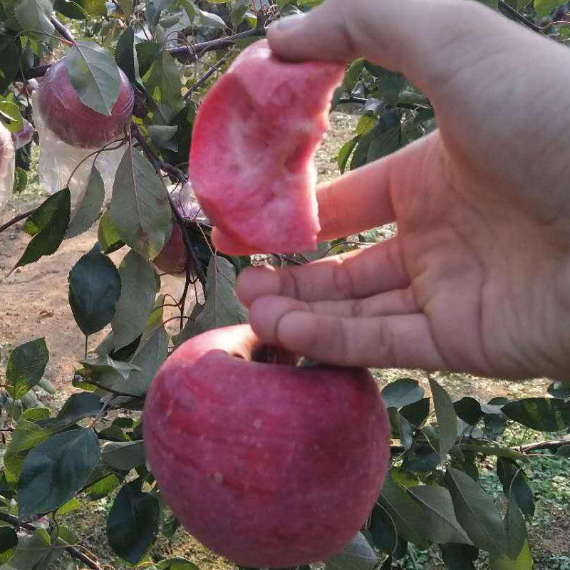 收藏分享苹果苗红肉苹果树苗矮化高产苹果树地栽