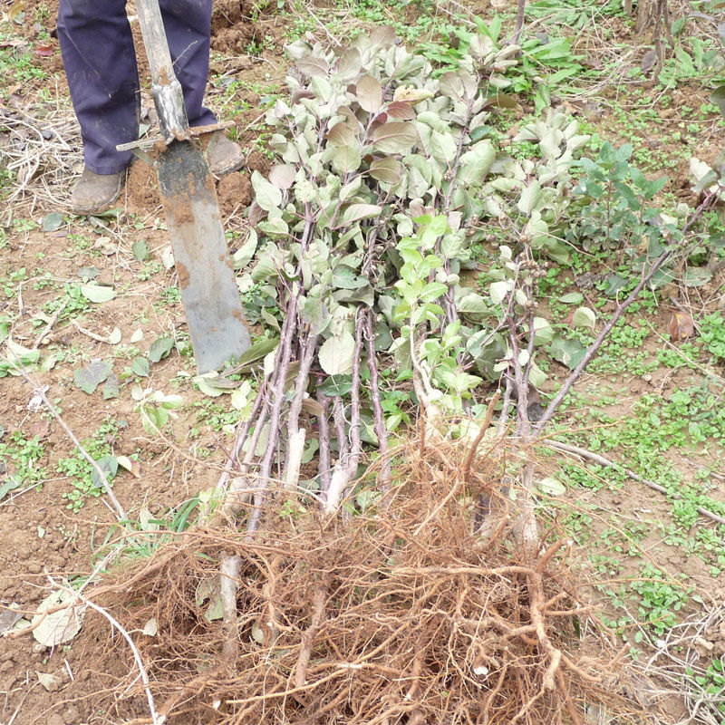 收藏分享苹果苗红肉苹果树苗矮化高产苹果树地栽