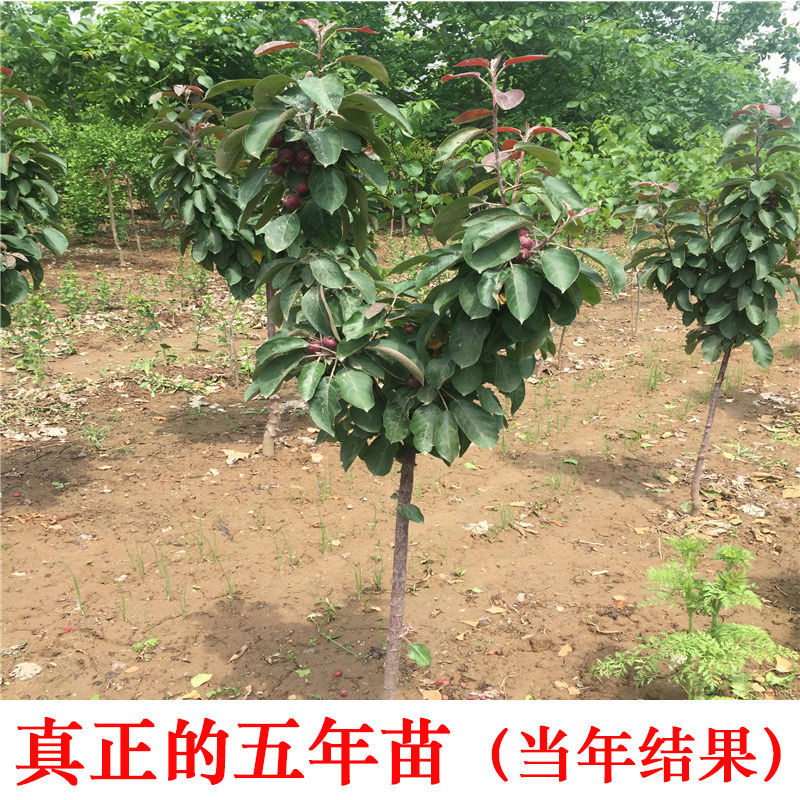 收藏分享苹果苗红肉苹果树苗矮化高产苹果树地栽