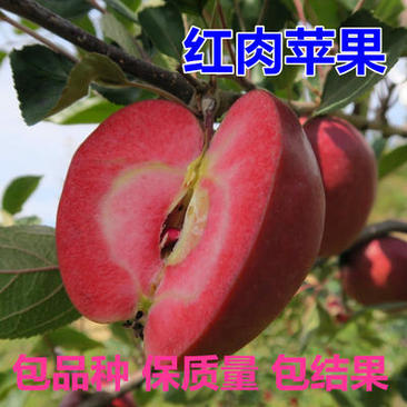 收藏分享苹果苗红肉苹果树苗矮化高产苹果树地栽
