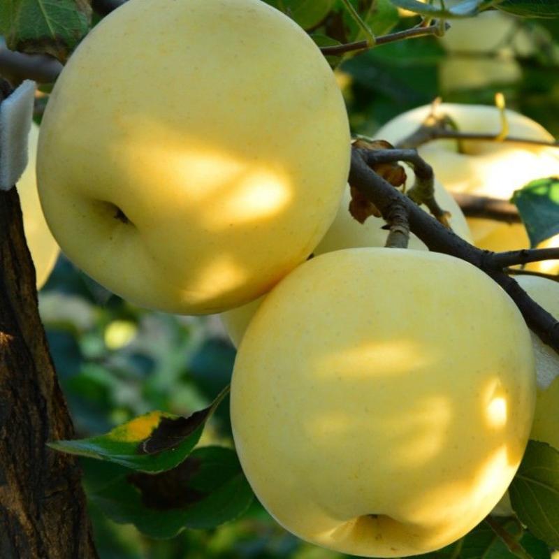 金冠苹果树苗黄金帅苹果苗黄元帅黄香蕉苹果树当年结果盆栽