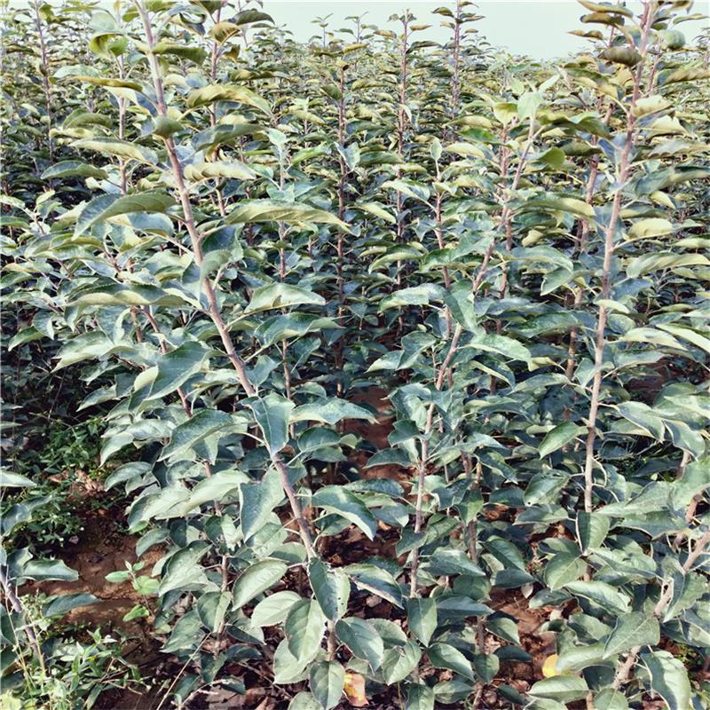 金冠苹果树苗黄金帅苹果苗黄元帅黄香蕉苹果树当年结果盆栽