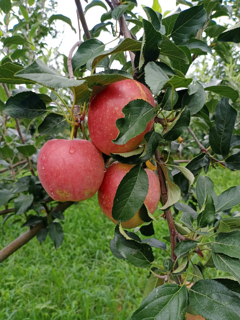 新品种鲁丽苹果树苗嫁接早熟脆甜苹果苗全红果南方北方种植地