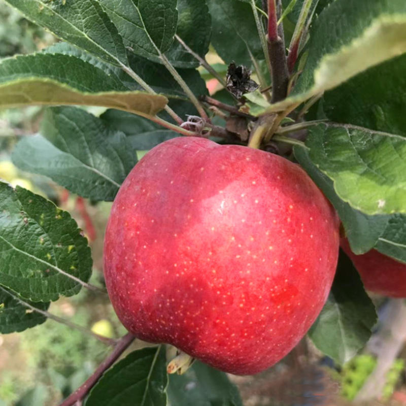 新品种鲁丽苹果树苗嫁接早熟脆甜苹果苗全红果南方北方种植地
