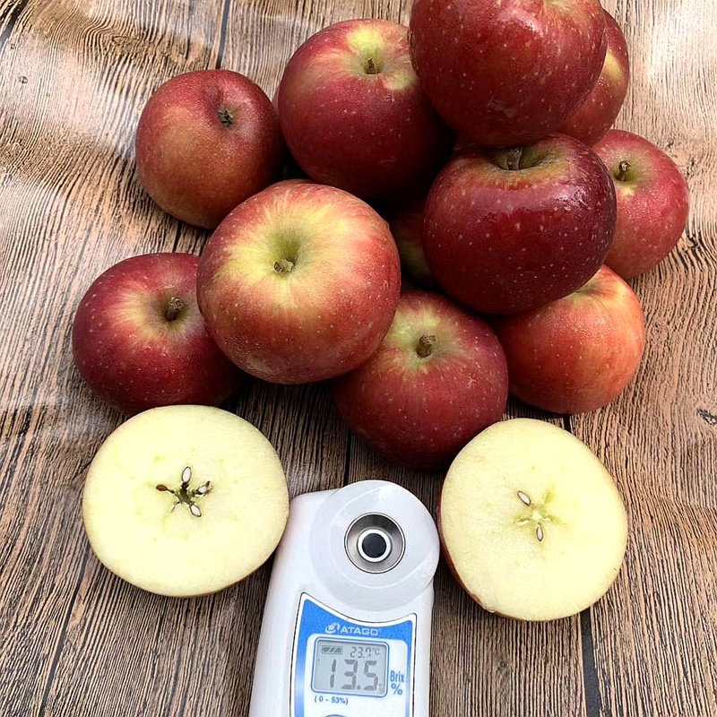 新品种鲁丽苹果树苗嫁接早熟脆甜苹果苗全红果南方北方种植地