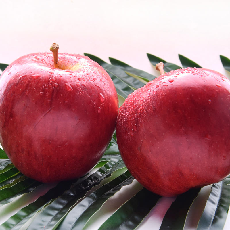 新品种鲁丽苹果树苗嫁接早熟脆甜苹果苗全红果南方北方种植地