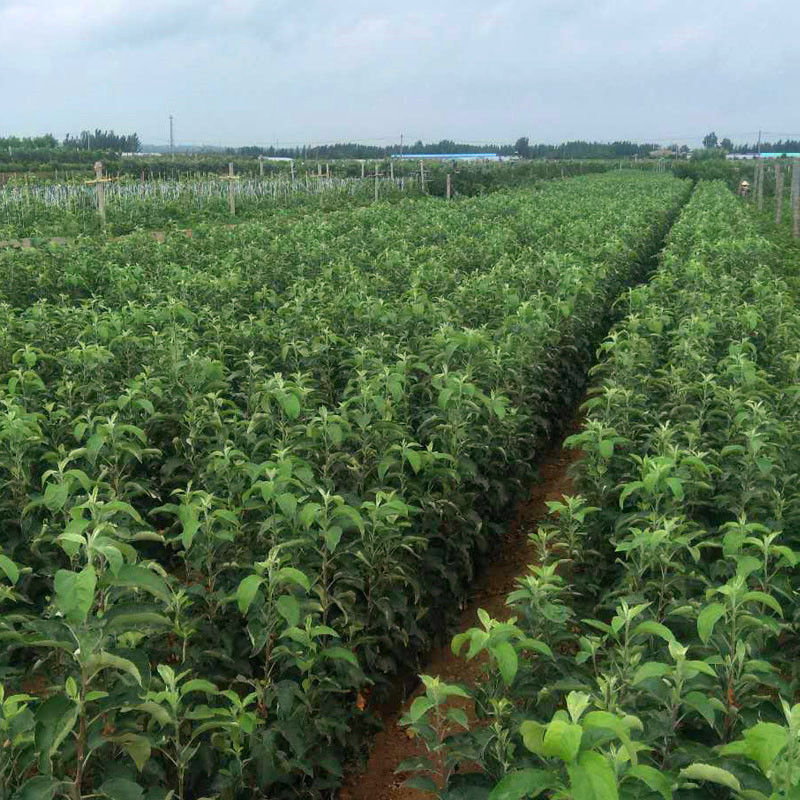 新品种鲁丽苹果树苗嫁接早熟脆甜苹果苗全红果南方北方种植地