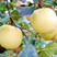 维纳斯黄金苹果树苗乔化地栽黄金奶油矮化富士南方北方种植盆
