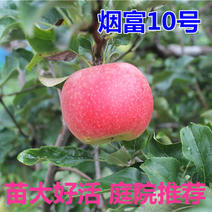 烟富10号神富一号苹果树苗红富士烟富8号苹果苗南北方