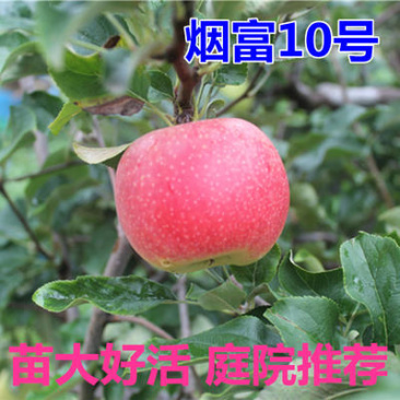 烟富10号神富一号苹果树苗红富士烟富8号苹果苗南北方