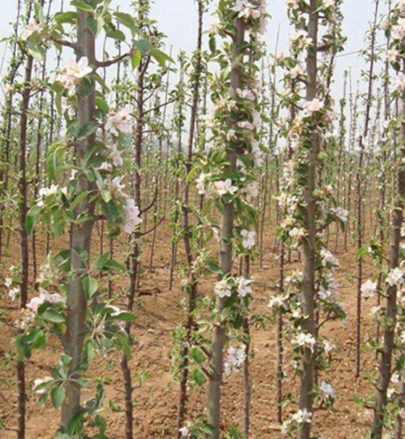 润太一号柱状苹果苗柱状苹果润太一号嫁接矮化果树苗南方北