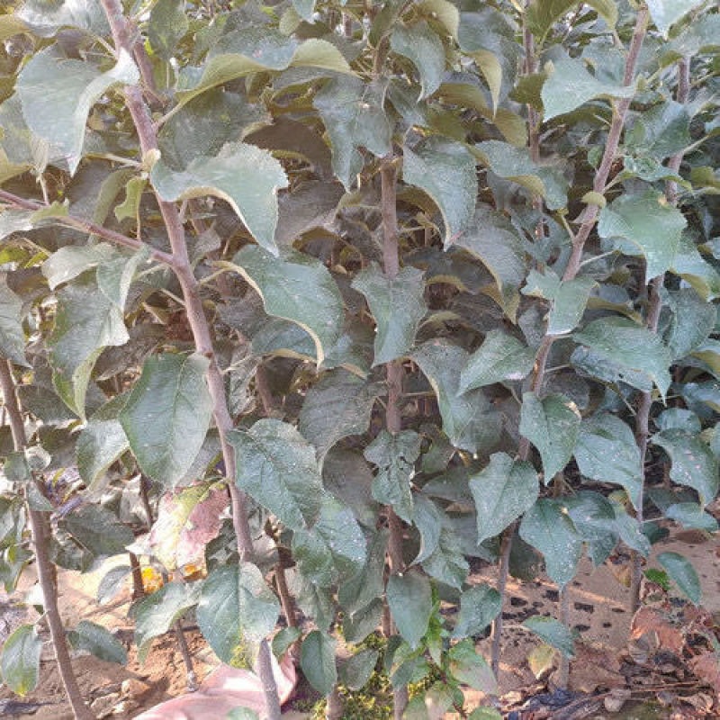 润太一号柱状苹果苗柱状苹果润太一号嫁接矮化果树苗南方北