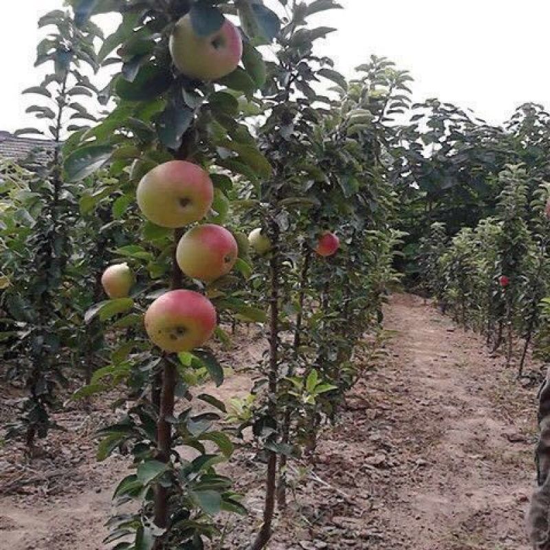 润太一号柱状苹果苗柱状苹果润太一号嫁接矮化果树苗南方北