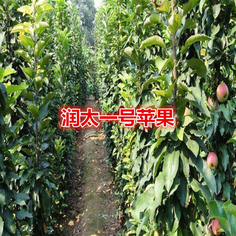 润太一号柱状苹果苗柱状苹果润太一号嫁接矮化果树苗南方北