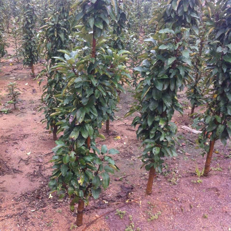 润太一号柱状苹果苗柱状苹果润太一号嫁接矮化果树苗南方北