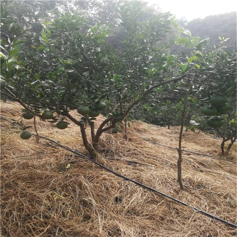 本地厂供应扬州草莓滴灌果树水肥一体机吊挂微喷滴灌带