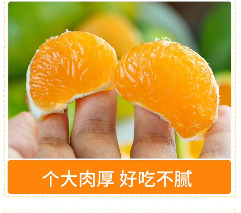 【柑桔】襄阳蜜橘薄皮汁多水分足产价格可谈全国发货