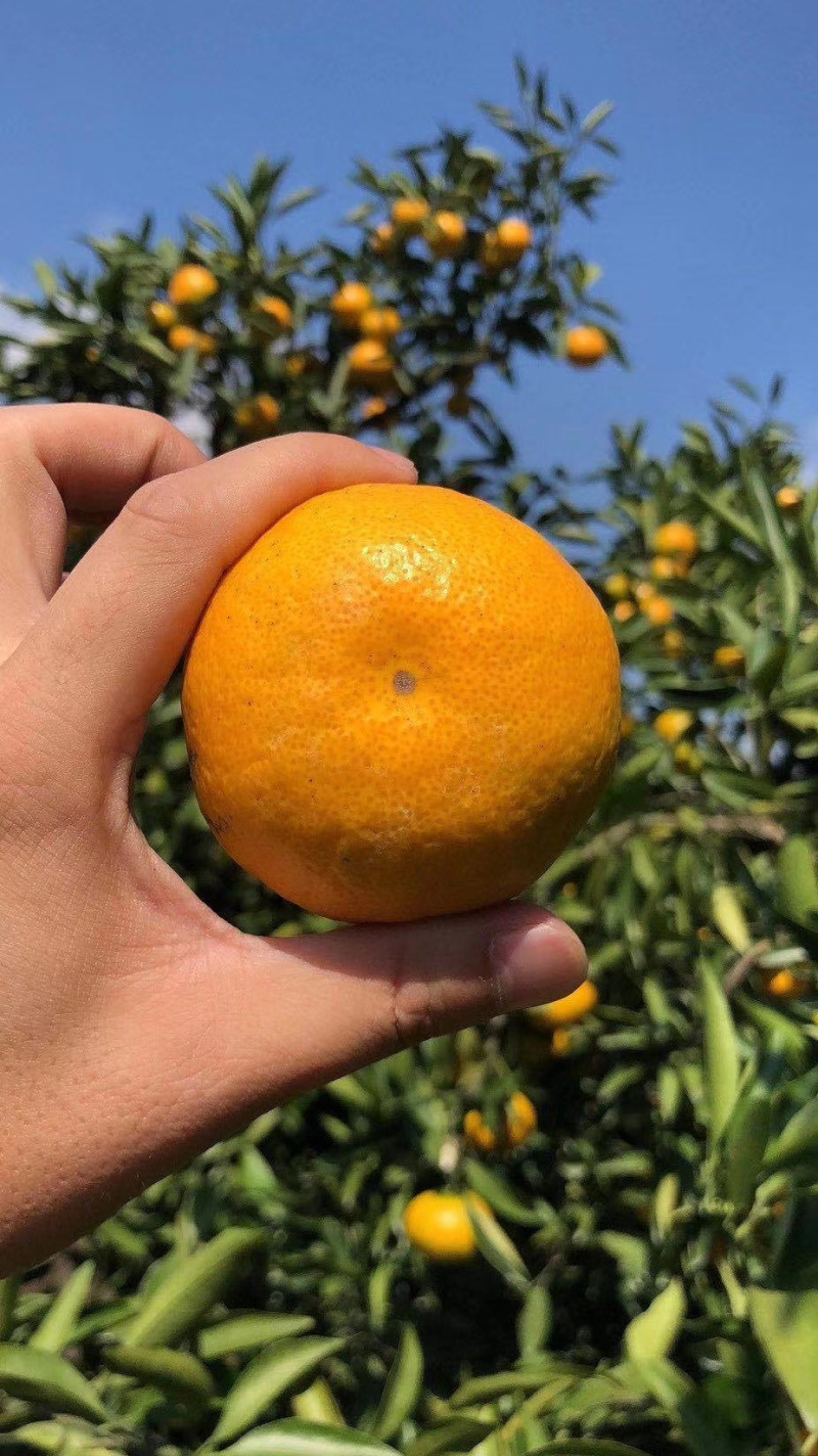 【柑桔】襄阳蜜橘薄皮汁多水分足产价格可谈全国发货