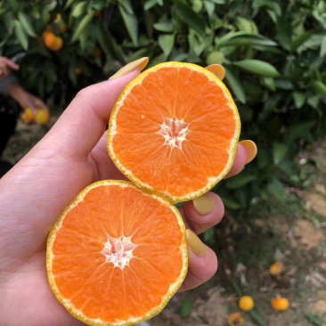 【柑桔】襄阳蜜橘薄皮汁多水分足产价格可谈全国发货
