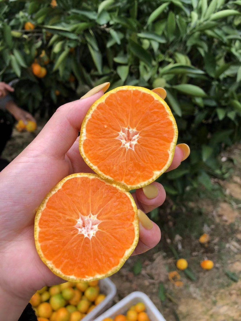 【柑桔】襄阳蜜橘薄皮汁多水分足产价格可谈全国发货