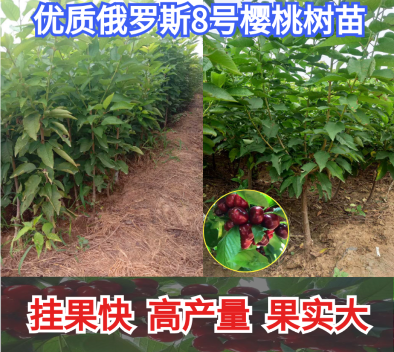 车厘子樱桃苗俄罗斯八号樱桃苗果大丰产品种纯正