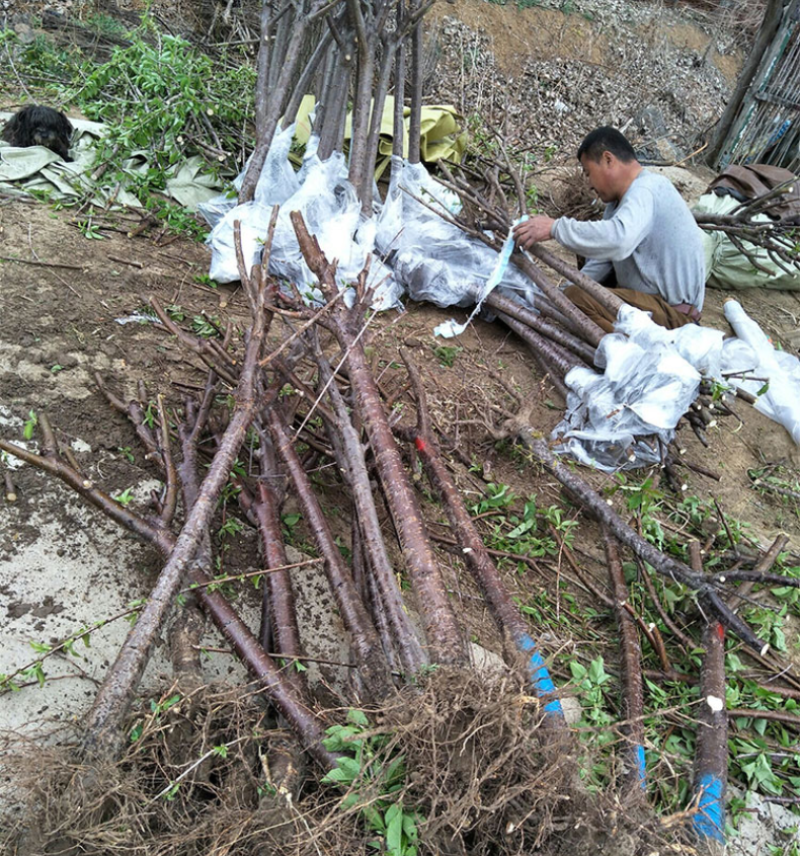 黄蜜樱桃苗嫁接樱桃树苗品种纯正基地现挖现发