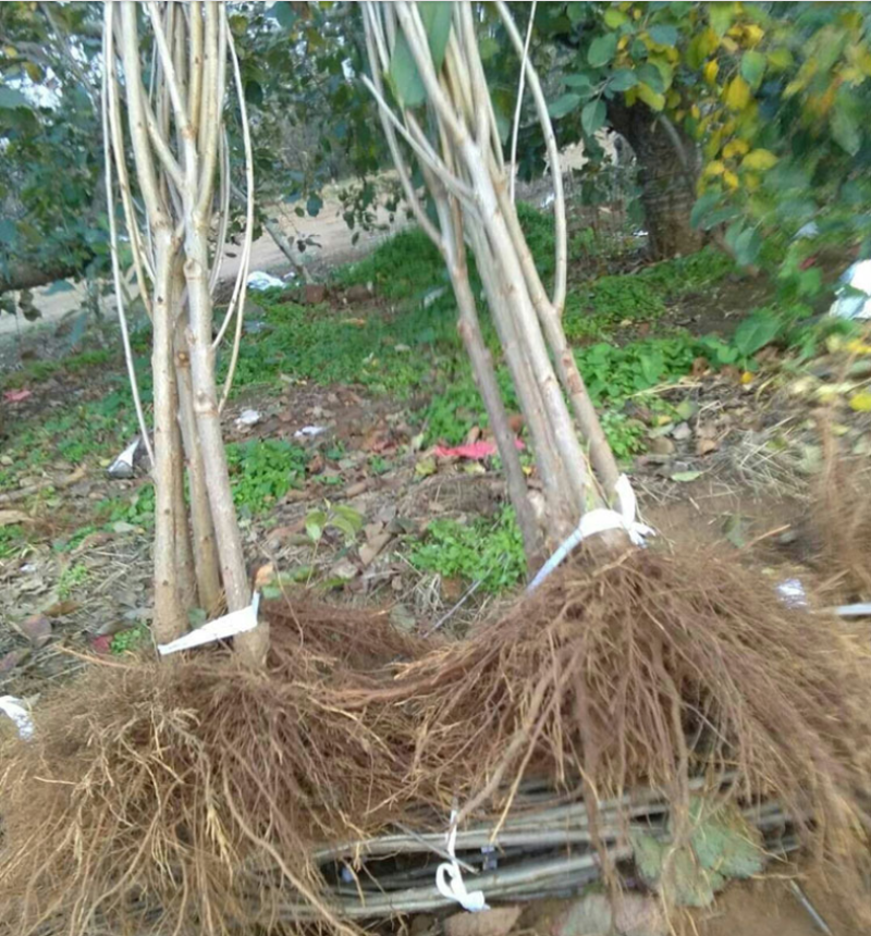 黄蜜樱桃苗嫁接樱桃树苗品种纯正基地现挖现发