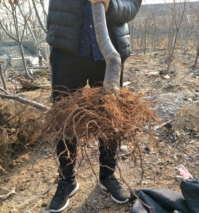 黄蜜樱桃苗嫁接樱桃树苗品种纯正基地现挖现发