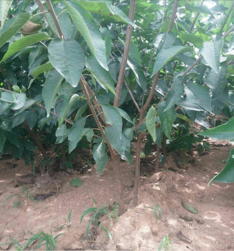 黄蜜樱桃苗嫁接樱桃树苗品种纯正基地现挖现发