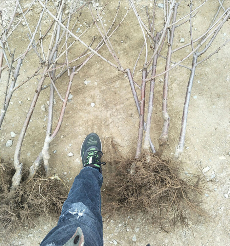 黄蜜樱桃苗嫁接樱桃树苗品种纯正基地现挖现发