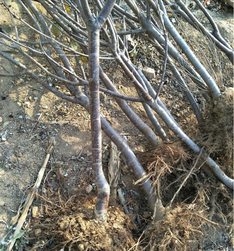 黄蜜樱桃苗嫁接樱桃树苗品种纯正基地现挖现发