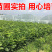 红心柚苗【泰国暹罗红柚苗】柚子苗品种纯正